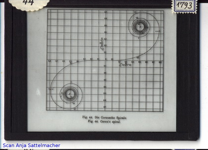 Slide: Cornus spiral